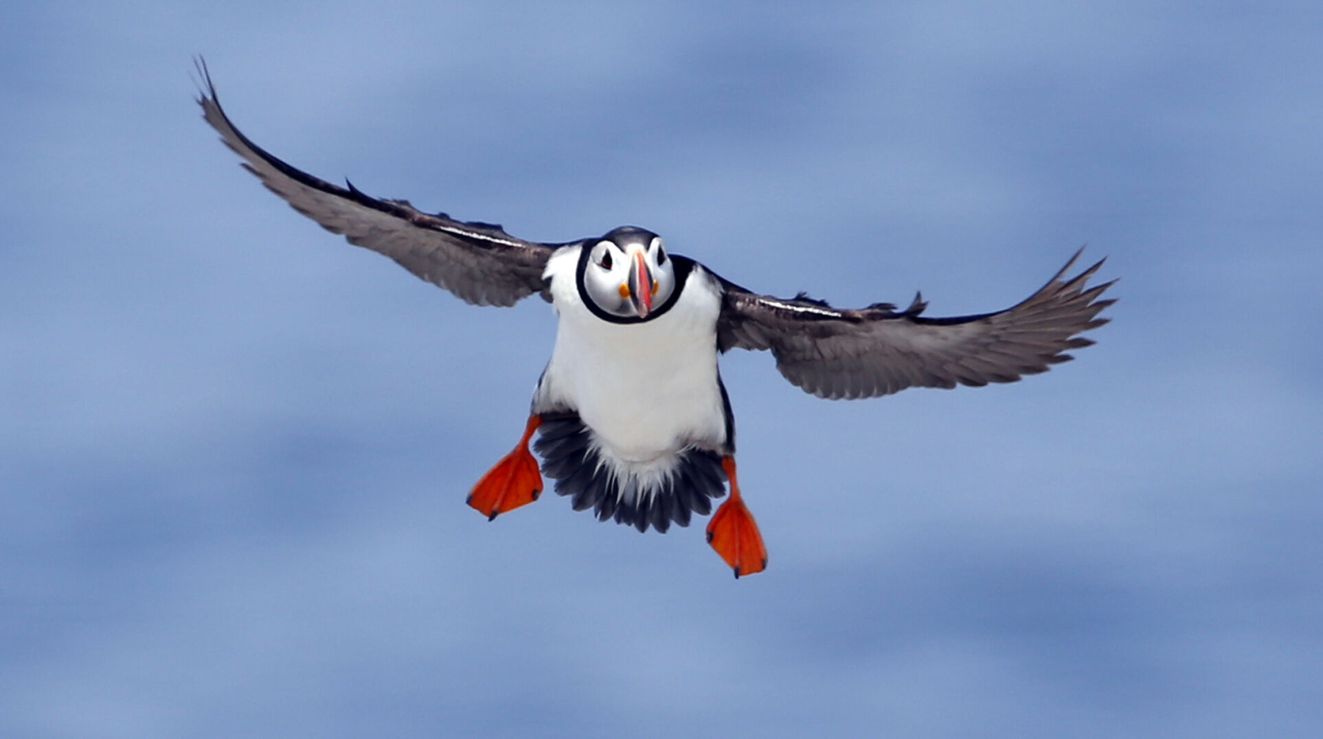 Atlantic puffin